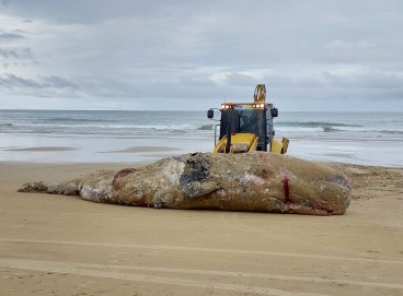 A baleia foi enterrada com auxílio de um trator da gestão municipal 