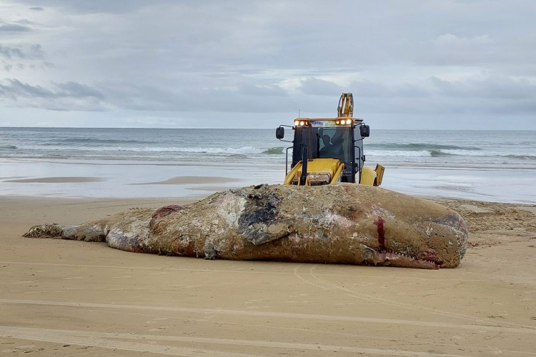 A baleia foi enterrada com auxílio de um trator da gestão municipal