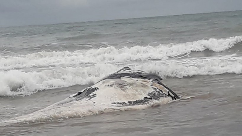 Animal encalhado na praia de Trairi deve ser resgatado por equipe especializada da ONG Aquasis(foto: Arquivo pessoal)