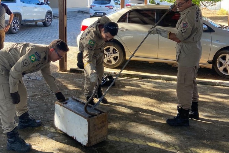 Serpentes Corre Campo podem atingir até 1,6 metros 
