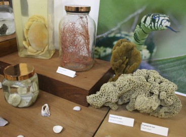 A exposição irá representar a biodiversidade do Ceará, com peças de mamíferos, insetos e aves 