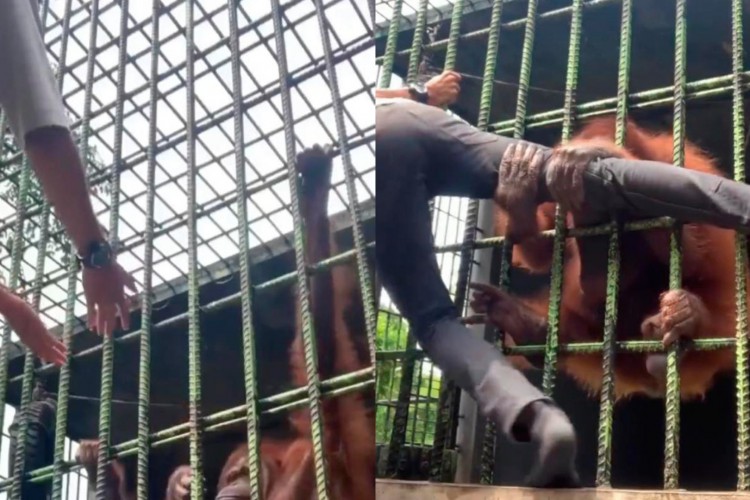 O orangotango chega a puxar Hasanal pela perna para dentro do recinto
