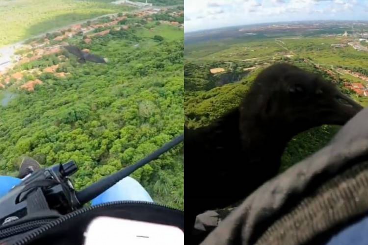 Incialmente, o urubú pousou nas costas do instrutor e, em seguida, ficou posicionado nas pernas dele