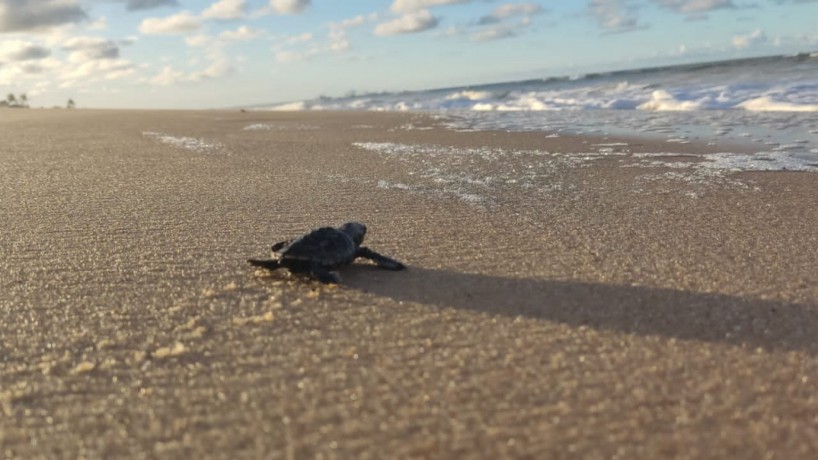 IMAC já monitorou o nascimento de mais de 2 mil tartarugas ameaçadas de extinção

(foto: IM...