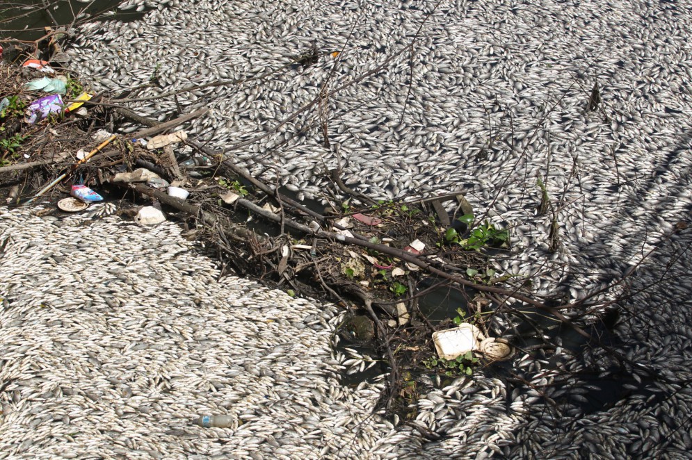 Peixes aparecem mortos em trecho do rio Cocó no Jangurussu(Foto: FABIO LIMA)