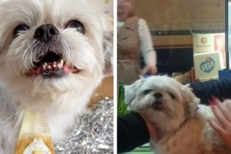 Após fugir de casa, cachorro vai parar em bar na cidade de Balneário Camboriú