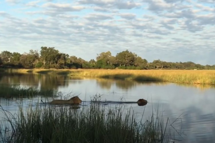 As imagens do momento foram registradas e publicadas em um canal no YouTube, atraindo a atenção de vários internautas