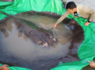 Arraia gigante de água doce de 300 kg que foi capturada e solta no rio Mekong, na província de Stung Treng, no Camboja. Um pescador no rio Mekong, no Camboja 