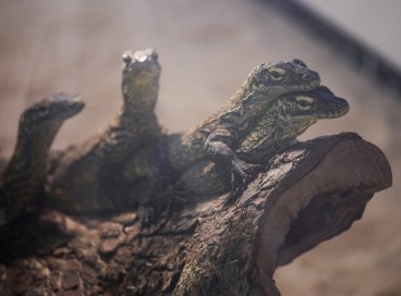 Dragões de Komodo juvenis de quatro meses, chocados em cativeiro como parte de um programa de reprodução para o lagarto ameaçado de extinção 