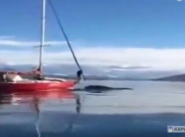 Embarcação na Argentina colide propositalmente com baleia 
