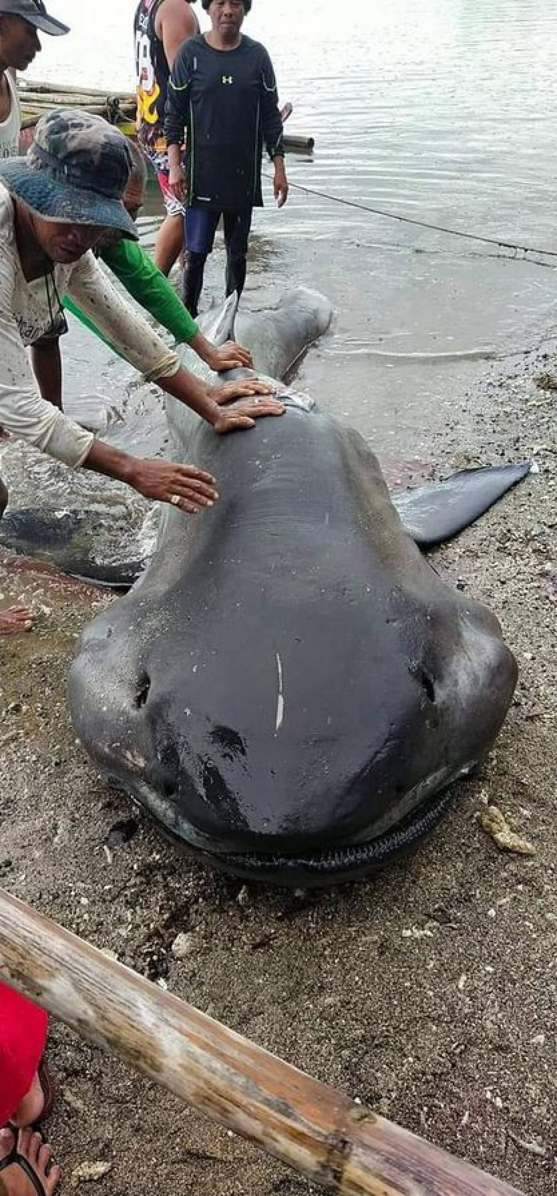 Veja foto do tubarão encontrado morto em praia filipina