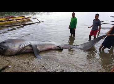 Locais mexem no tubarão encontrado morto nas Filipinas 