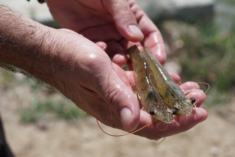 Camar&atilde;o em fase de crescimento numa fazenda de carcinicultura em Morada Nova.