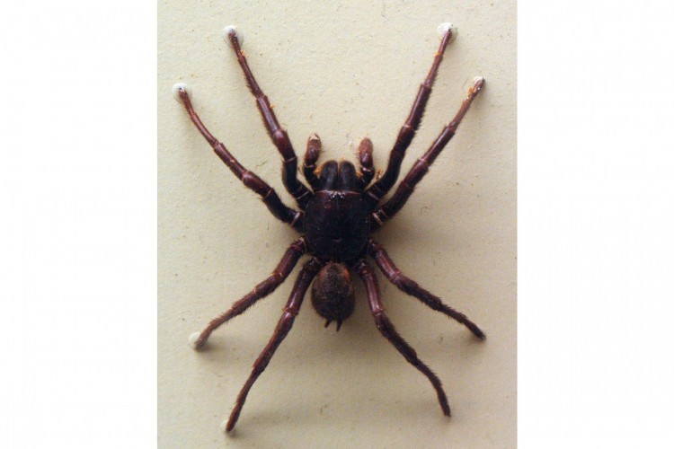 Espécie Hadronyche infensa é considerada a mais mortal do mundo, pelo veneno com potencial de matar e por seu comportamento de avançar em pessoas