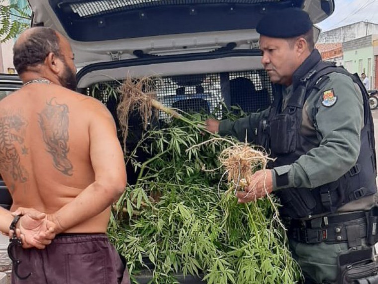 Homem é preso com plantação de maconha no quintal da própria casa no interior do Ceará 