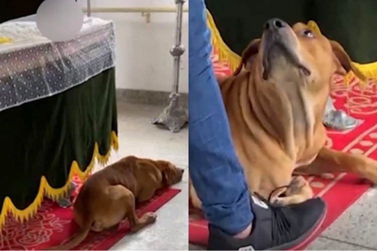 O cachorro Fred permaneceu  todo o velório ao lado do caixão de seu tutor