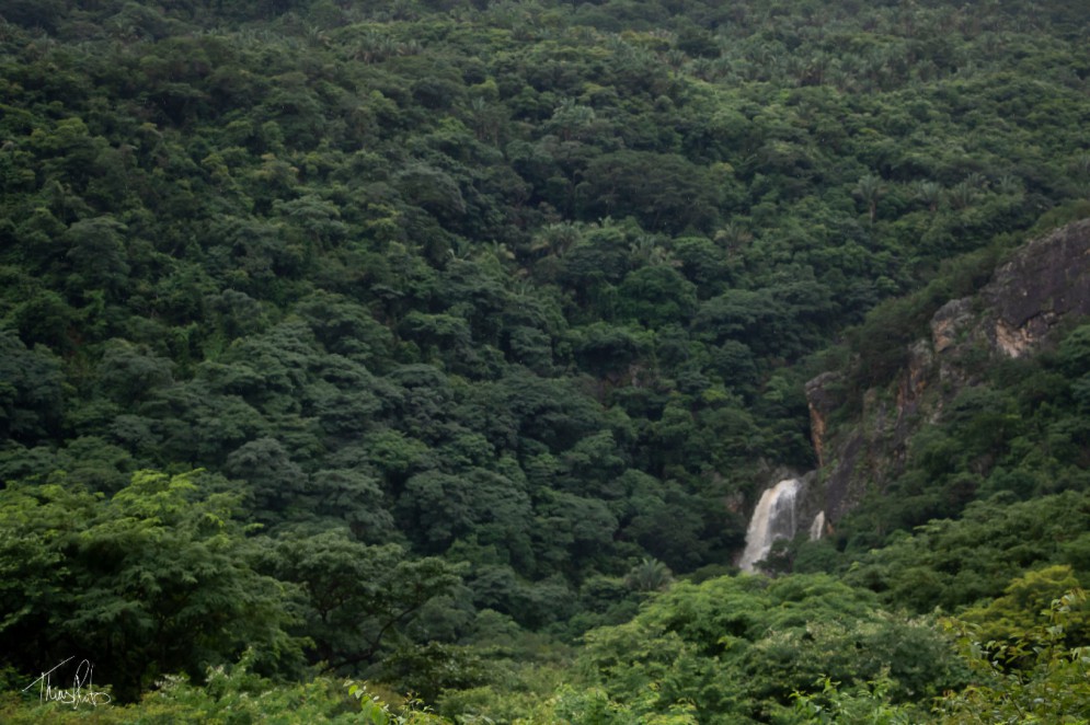 Parque Estadual das Carnaúbas é uma unidade de conservação de proteção integral. Está localizado entre os municípios de Granja e Viçosa no Ceará. 2022. Foto: Thieres Pinto (Foto: Thieres Pinto / Acervo pessoal)