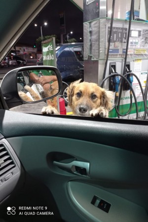 Cachorro foi adotado há três anos