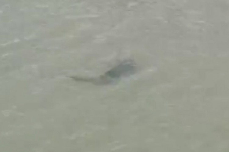 Tubarão-lixa voltou a aparecer na Praia do Náutico, em Fortaleza, na manhã desta sexta-feira, 29. O momento foi registrado por banhistas e turistas da Capital