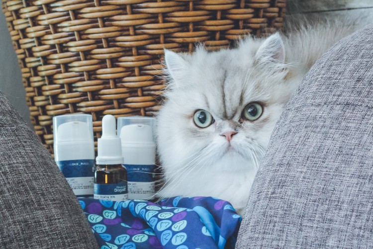 População de felinos no Brasil cresceu 6% em 2021, comparado ao ano anterior