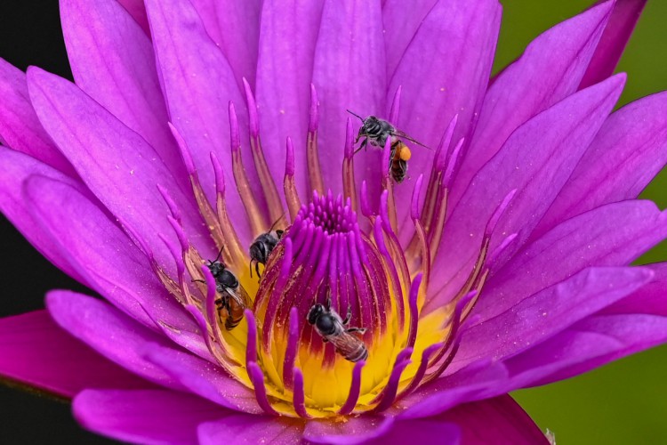 Abelhas em uma flor em Singapura