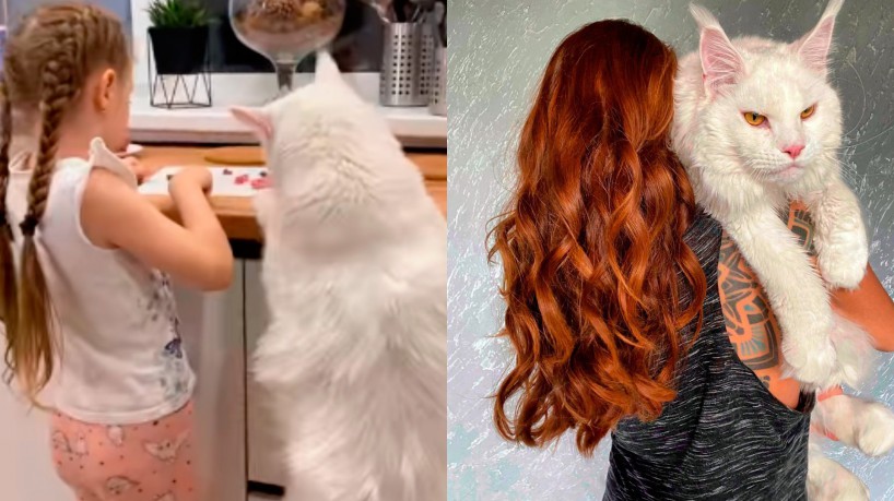 Gato gigante de quase 12 kg faz sucesso nas redes sociais 