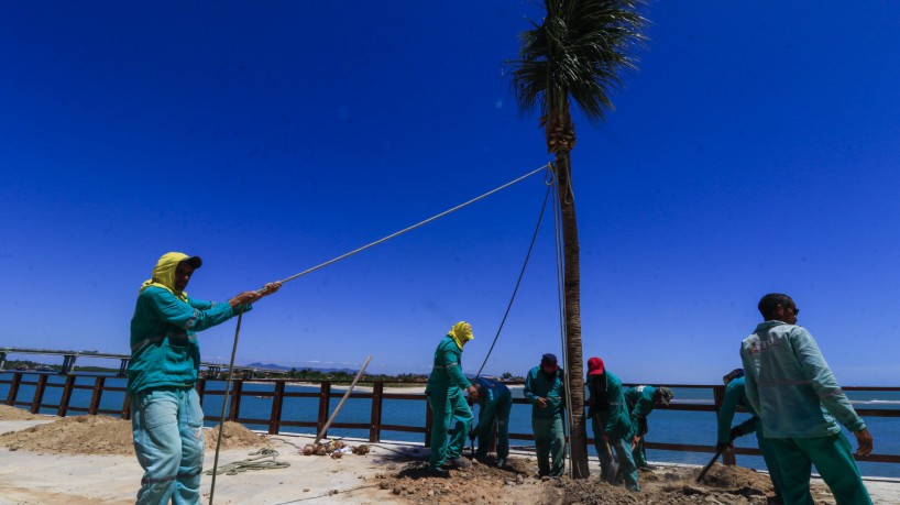 393 árvores de grande porte foram plantadas em quatro meses 393 árvores de grande porte foram plantadas em quatro meses
