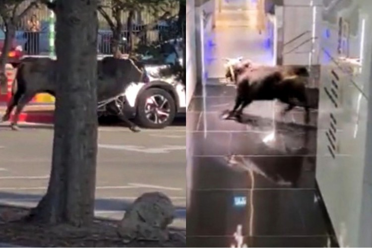 Um touro agitado invadiu uma agência do banco Leumi, em Israel 