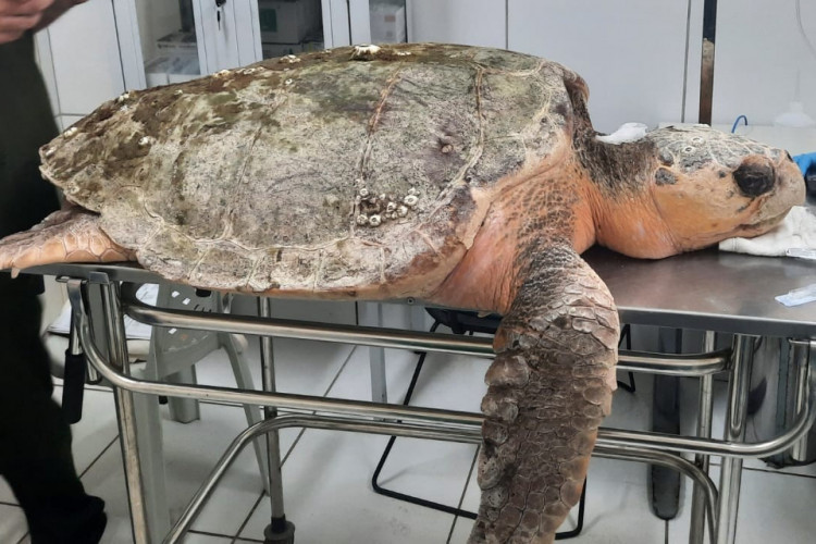 Animal se encontrava com 