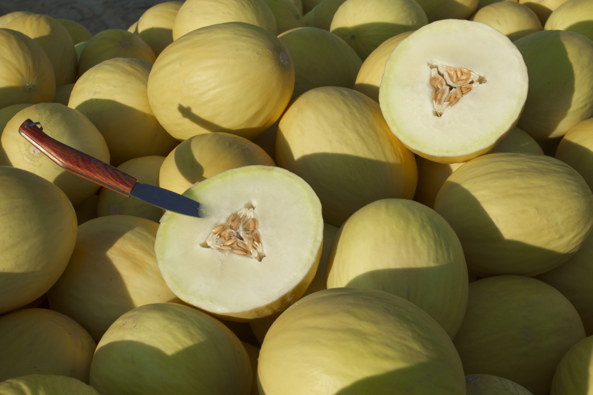 ￼Um dos frutos produzidos para exportação em área livre da praga é o melão (Foto: Wenderson Araujo/CNA)