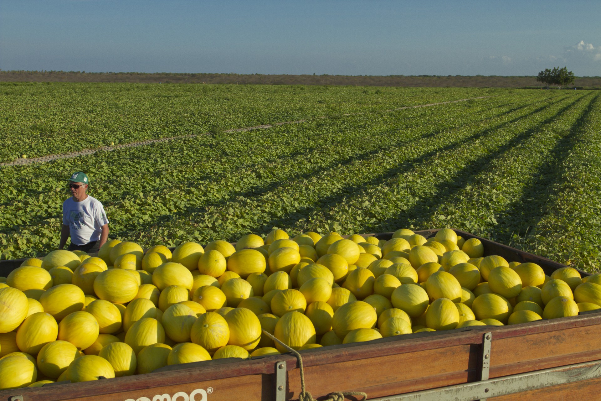 ￼EXPORTAÇÕES de frutas 
subiram 16,2% ante maio de 2022 (Foto: Wenderson Araujo/CNA)