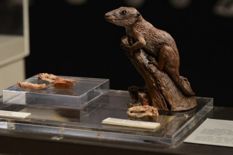 Brasilodon quadrangularis viveu há 225 milhões de anos; anteriormente, cientistas achavam que espécie era réptil