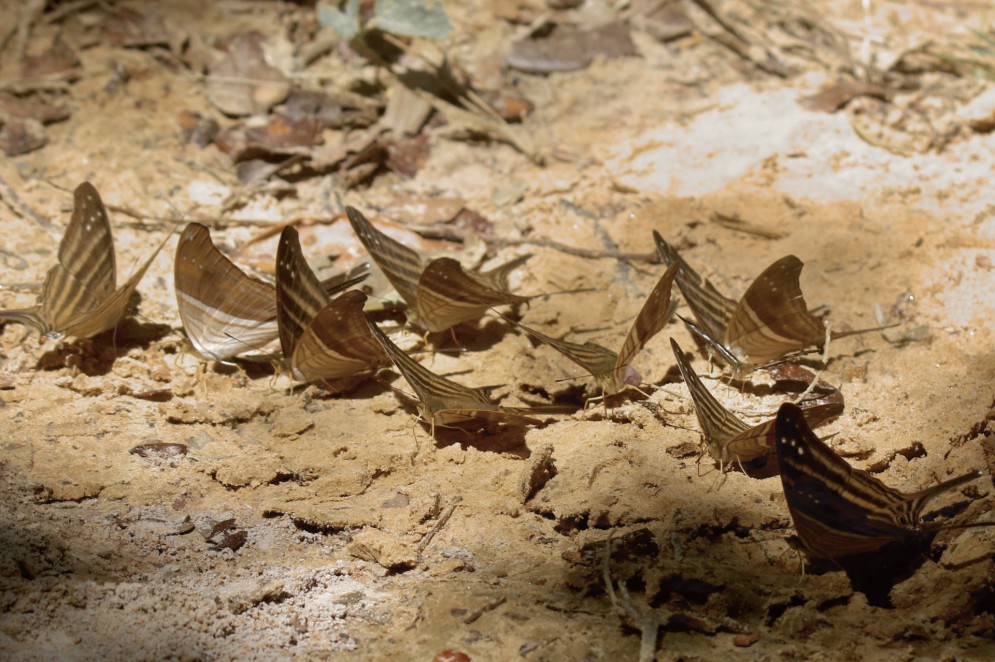 Espécie de borboleta fotografada na Reserva Serra das Almas quando se alimentava de sal no solo da Unidade de Conservação(Foto: Demitri Túlio)