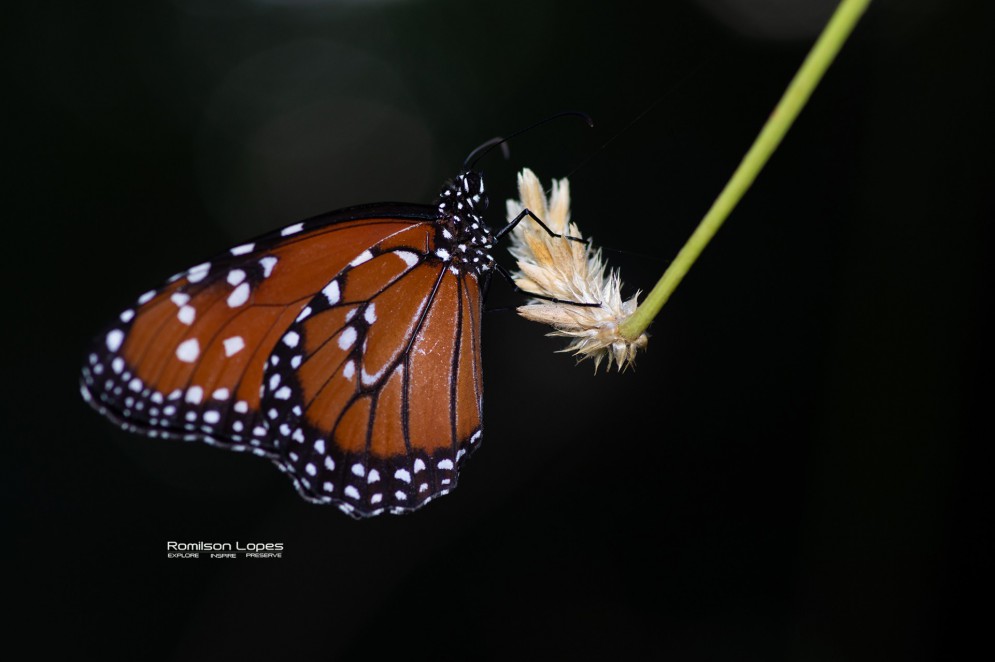 A RESERVA Serra das Almas é habitat da borboleta-monarca ou Danaus gilippus (Foto: Romilson Lopes/Acervo pessoal)