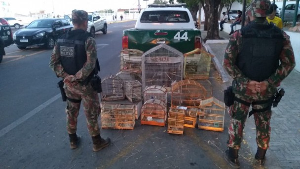 Policiais militares do Batalhão de Polícia do Meio Ambiente (BPMA) apreenderam mais de 30 aves silvestres em cativeiro em Iguatu e Juazeiro