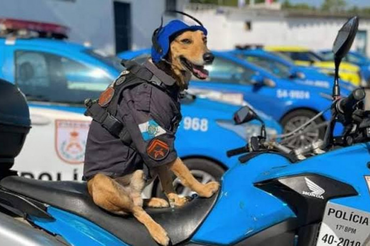 Vira-lata faz sucesso nas redes sociais 