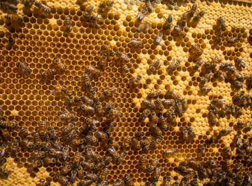 Idoso é atacado por enxame de abelhas em Russas 