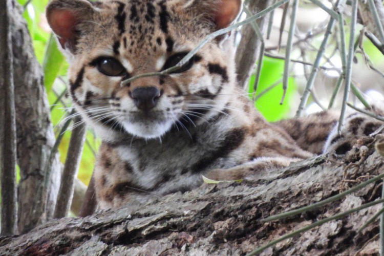 Espécie rara de felino ameaçada de extinção é avistada no norte do RJ