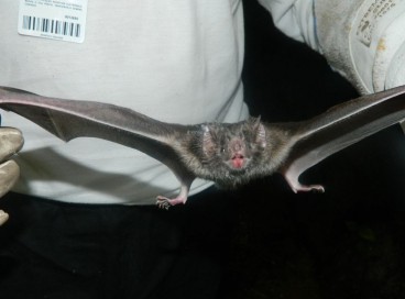 Pesquisas do tipo são super importantes para a conservação dos morcegos e a preservação das cavernas.