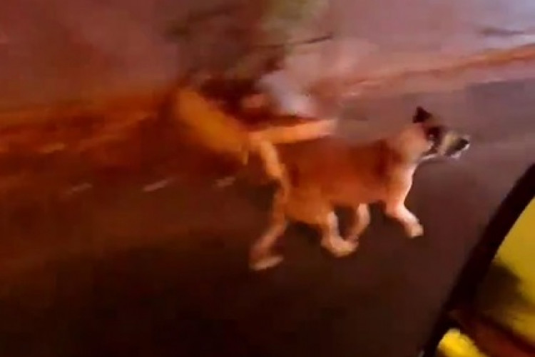 Um cachorro seguiu uma ambul&acirc;ncia do Samu Cear&aacute;, que socorreu sua tutora e foi gravado pela equipe do Samu