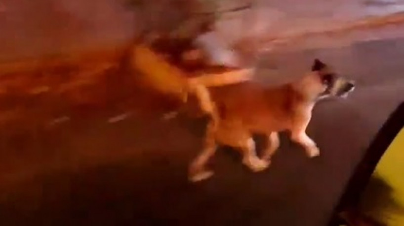 Um cachorro seguiu uma ambulância do Samu Ceará, que socorreu sua tutora e foi grava...
