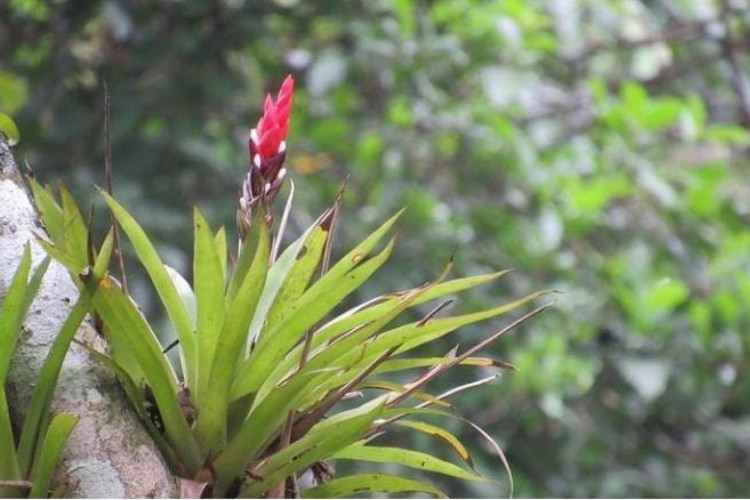 Mais de 100 espécies de orquídeas são cultivadas no Ceará