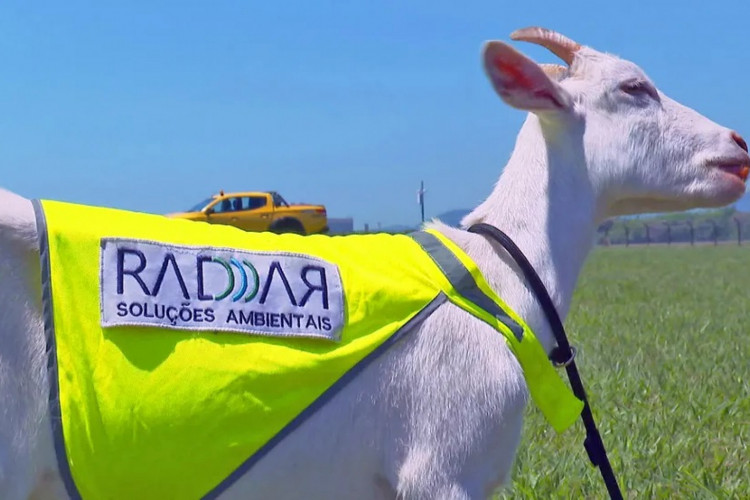 Cabra é a nova funcionária do Aeroporto Internacional Tom Jobim