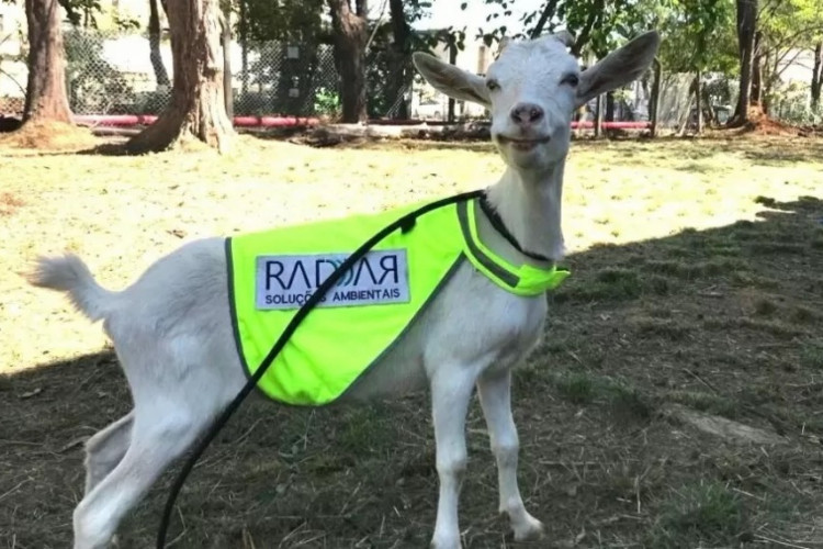 Cabra "Estrela" começou a trabalhar em outubro