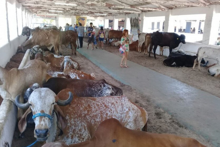 Animais estarão em exposição durante o evento