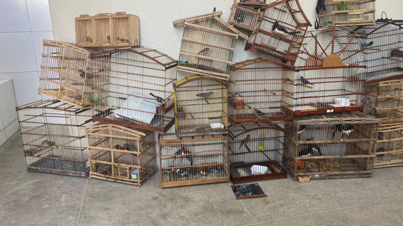 60 aves silvestres foram resgatadas pela Polícia Militar do Ceará de comércio ilegal em Itapip...