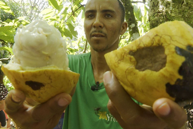 Cultura do cacau em Ilhéus atrai turismo histórico dos tempos de auge