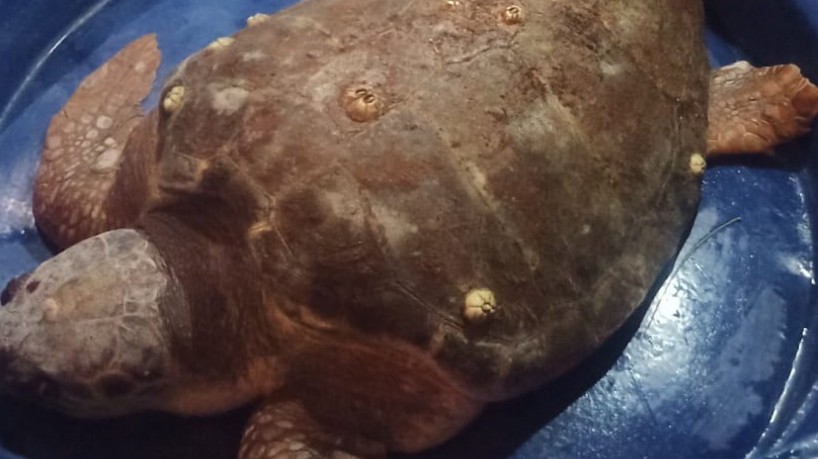 Tartaruga de 200 kg foi resgatada na Praia de Moitas, em Amontada, no Litoral Norte(foto: Corpo d...