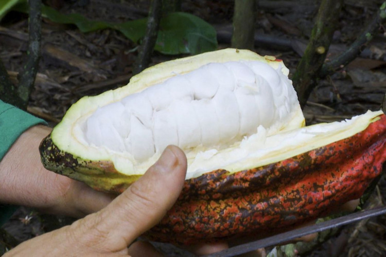Cacau do sul da Bahia é tema do Caminhos da Reportagem 