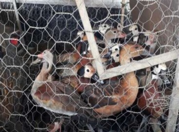 Policiais resgataram 31 aves silvestres, entre marrecos e jacus, e apreenderam uma espingarda com 16 cartuchos de munição 